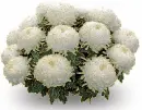 chrysanthemums