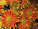 chrysanthemum