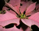 poinsettia,thanks
