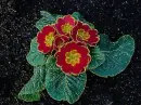 primula