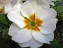 white primula