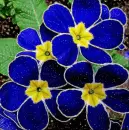primulas