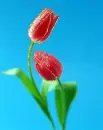 red tulips