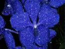 orchid-vanda