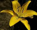 lily
