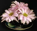 gerberas