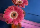 gerberas