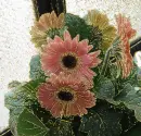 gerberas