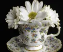 gerberas