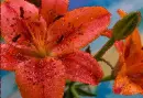 lily