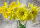 Narcissus