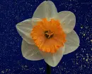 narcissus