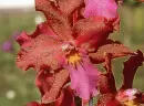 orchid-odontioda