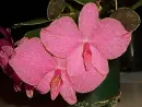 orchid