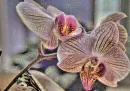 orchid