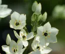 ornithogallum