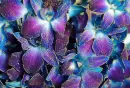 orchids