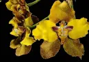 orchids