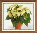 white poinsettia