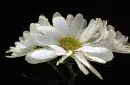 white daisy