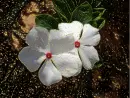 white flowers