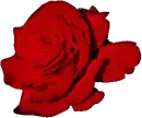 red rosa