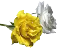 yellow and white rosa