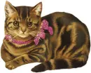 brown tabby kitten