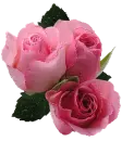 with pink roses