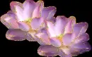 2 lotus flower
