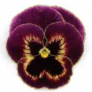 pansy