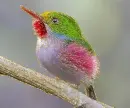 cuban tody