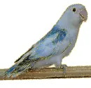 agapornis