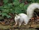 albino squirrel