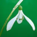 snowdrops