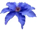 blue clematis
