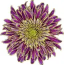 dahlia