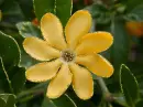 gardenia