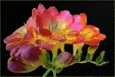 freesia
