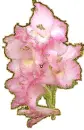 gladiola