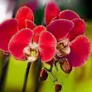 red orchids