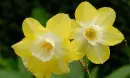 narcissus