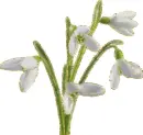 snowdrops