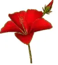 red flower
