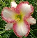 daylily