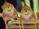 monkey orchids