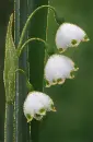 convallaria