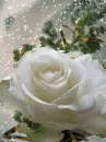 white rosa