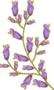 purple flowers