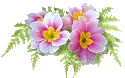 impatiens